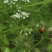 Ladybug (Ladybird) and Coriander by 365projectorgheatherb