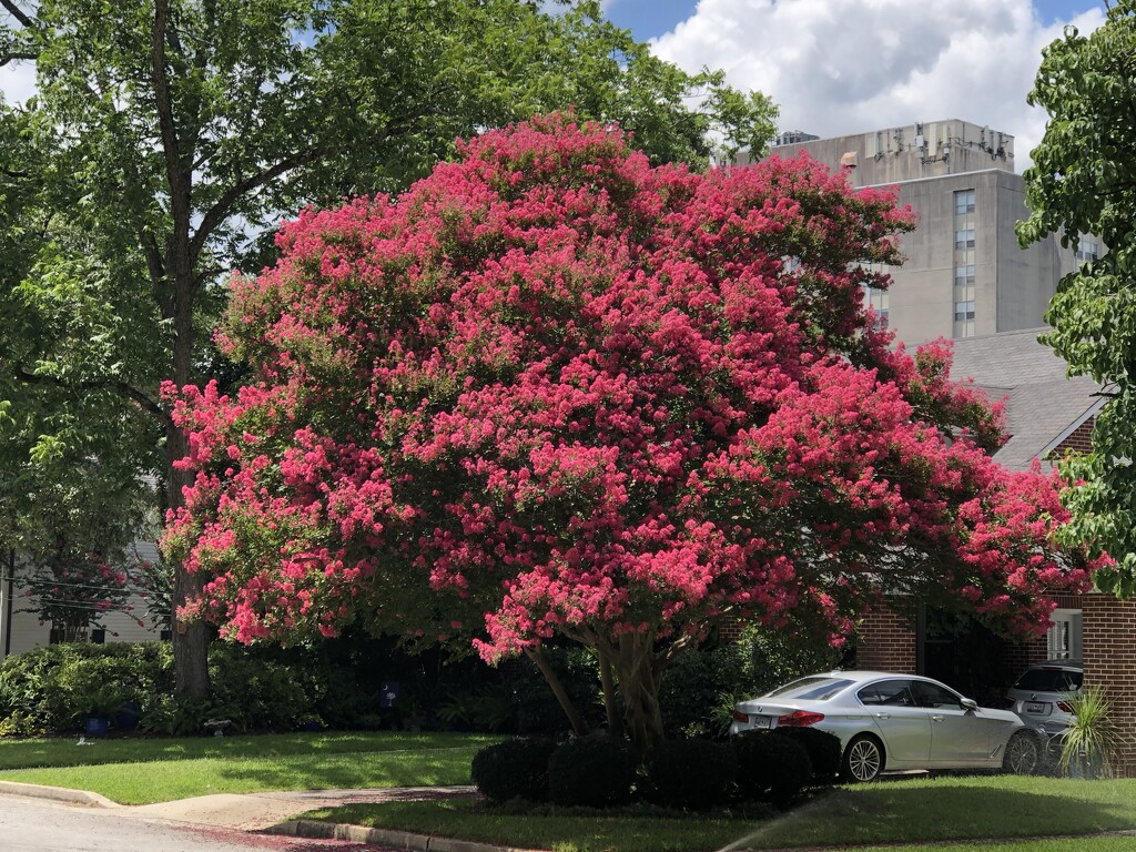 Crape myrtle by congaree