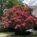 Crape myrtle by congaree