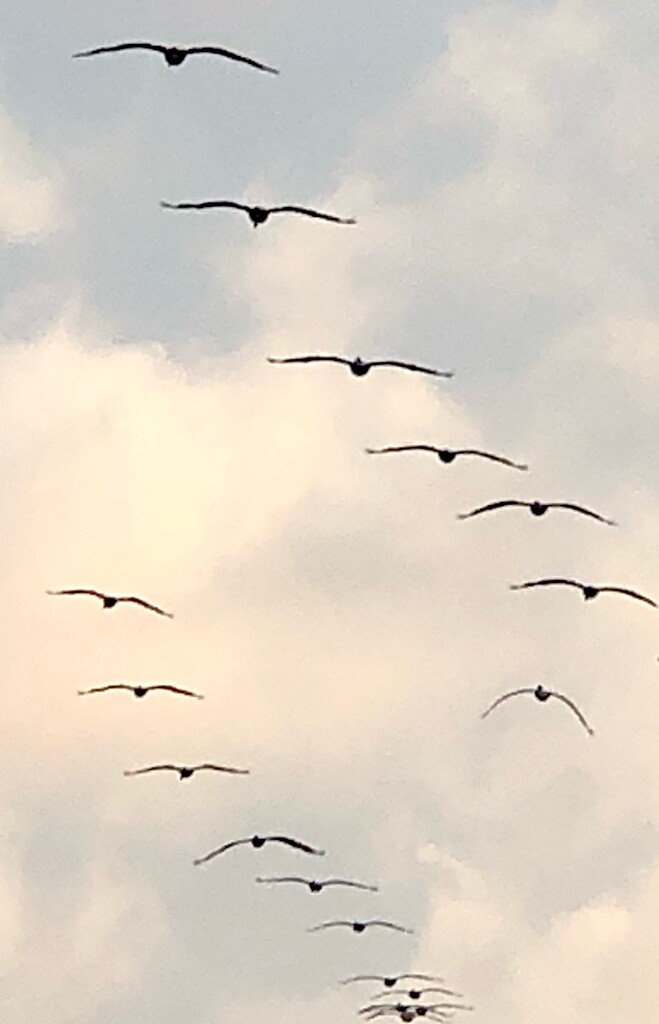 Soaring pelicans by congaree