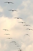 12th Jul 2021 - Soaring pelicans
