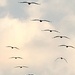 Soaring pelicans by congaree