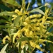 Acacia auriculiforms..  Earleaf Acacia ~     by happysnaps