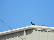 12th Jul 2021 - Crow On top of Work Building