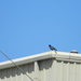 Crow On top of Work Building by sfeldphotos