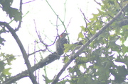 15th Jun 2021 - Fogged Lens Red-bellied woodpecker