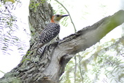 16th Jun 2021 - Clear shot of Red-bellied woodpecker