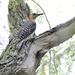 Clear shot of Red-bellied woodpecker by stephomy
