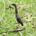 Long Green Heron by stephomy