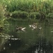 Ducks by jab