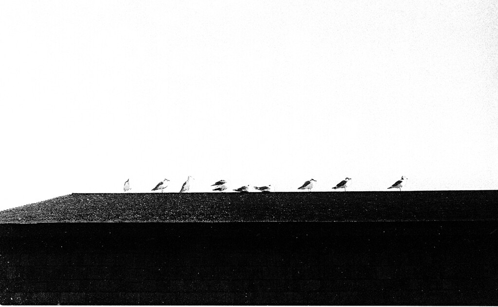 Gulls on the Roof by brotherone