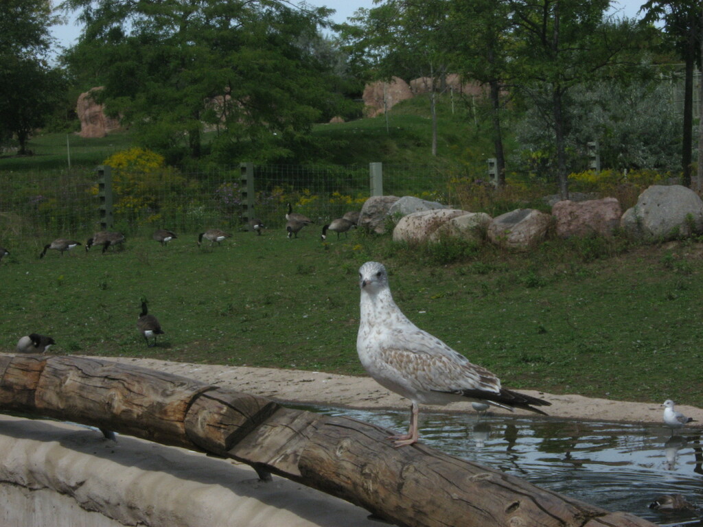 Bird #4:  Gull (and some Geese) at the Zoo by spanishliz
