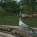 Bird #4:  Gull (and some Geese) at the Zoo by spanishliz