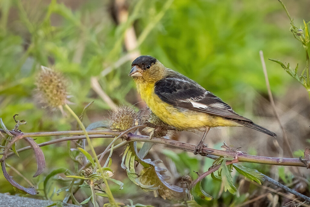 Lesser goldfinch by nicoleweg