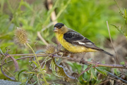 12th Jul 2021 - Lesser goldfinch