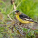 Lesser goldfinch by nicoleweg
