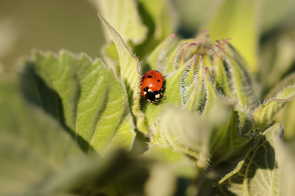 ladybug by aecasey