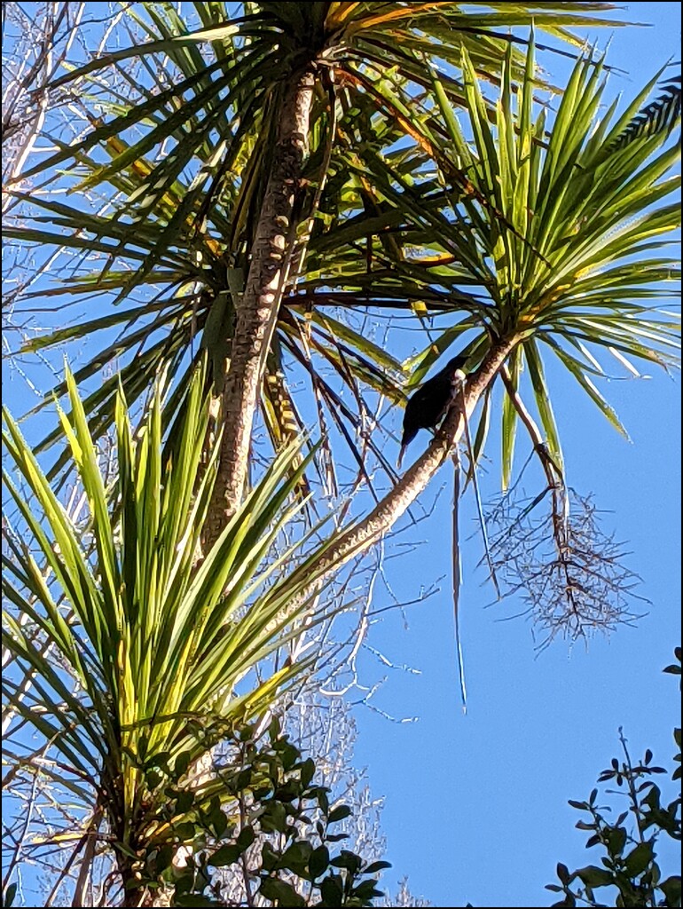Tui in a Cabbage Tree by sandradavies