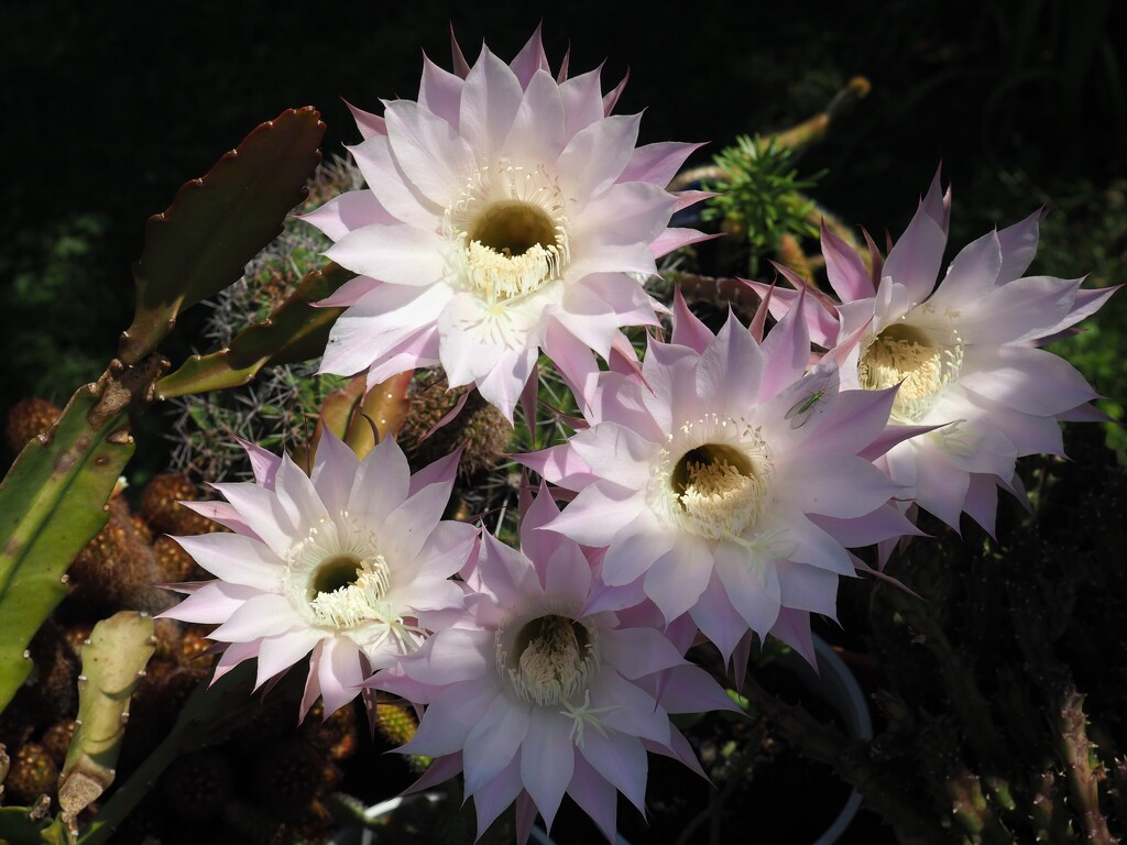 Some cactus flowers by monikozi