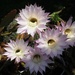 Some cactus flowers by monikozi