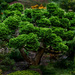 Bonsai Cedar by theredcamera