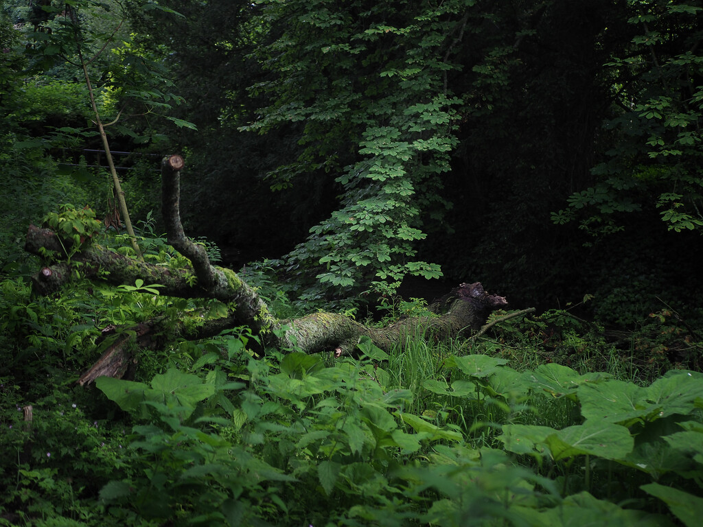 Woodland glen by jon_lip