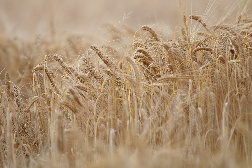 A Moment In The Barley by motherjane