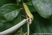 12th Jul 2021 - Spicebush Swallowtail Caterpillar