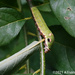 Spicebush Swallowtail Caterpillar by falcon11