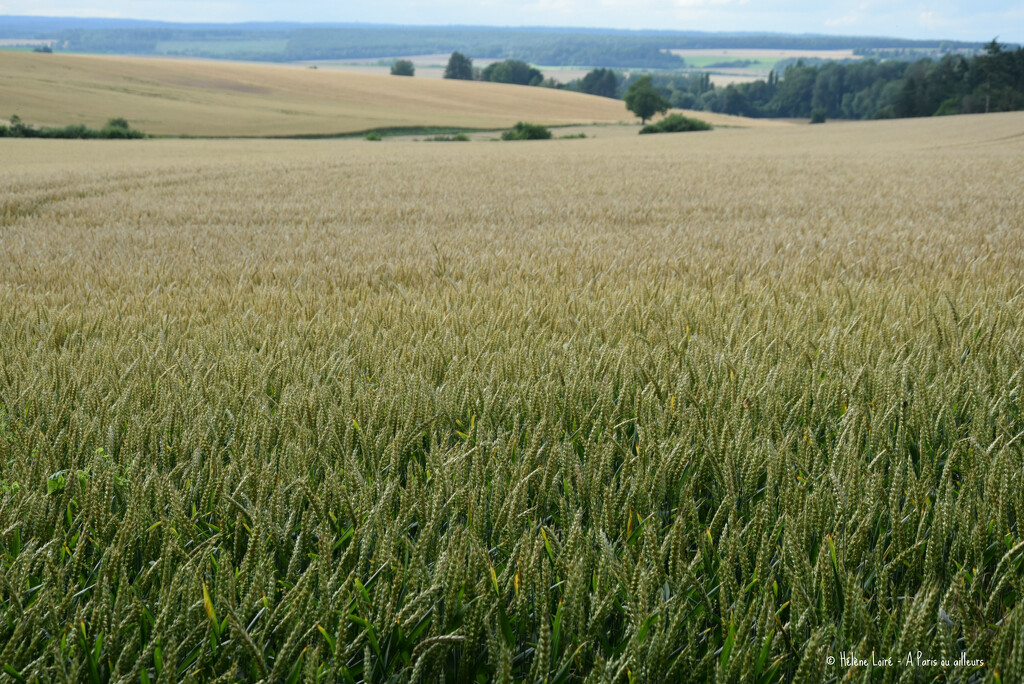 wheat by parisouailleurs