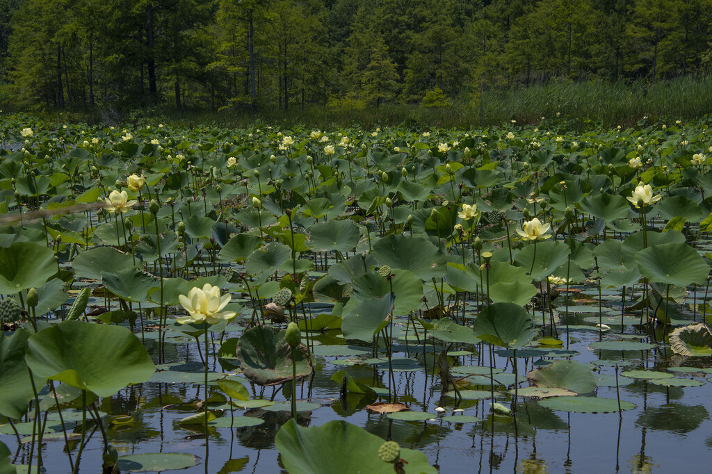 Lotus Garden by timerskine