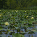 Lotus Garden by timerskine