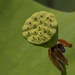 Lotus Seed Pod by timerskine