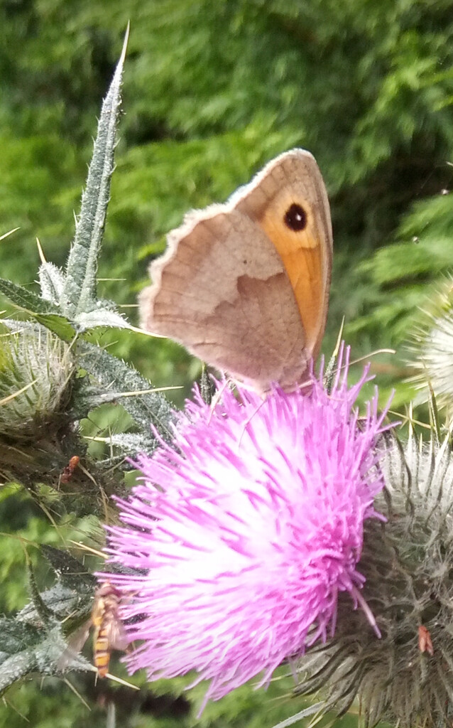Summer .. butterfly on a creeping thistle by 365projectorgjoworboys