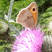Summer .. butterfly on a creeping thistle by 365projectorgjoworboys
