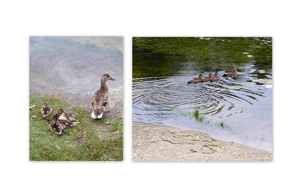 Mother ducks and her cute babies by bruni