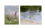 13th Jul 2021 - Mother ducks and her cute babies