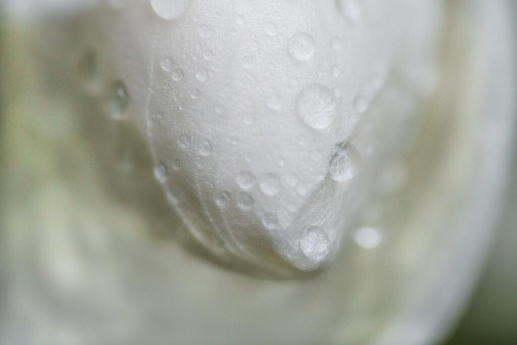 Wet Gardenia by k9photo