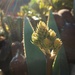 Aloe bud  by salza