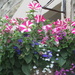 Red and white petunias and Lobelia.. by grace55