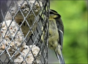 13th Jul 2021 - One of the little blue tits