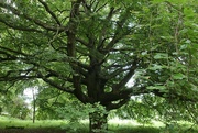 13th Jul 2021 - A Grand Old Tree