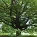 A Grand Old Tree by nodrognai