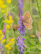13th Jul 2021 - Butterfly in the Meadow 