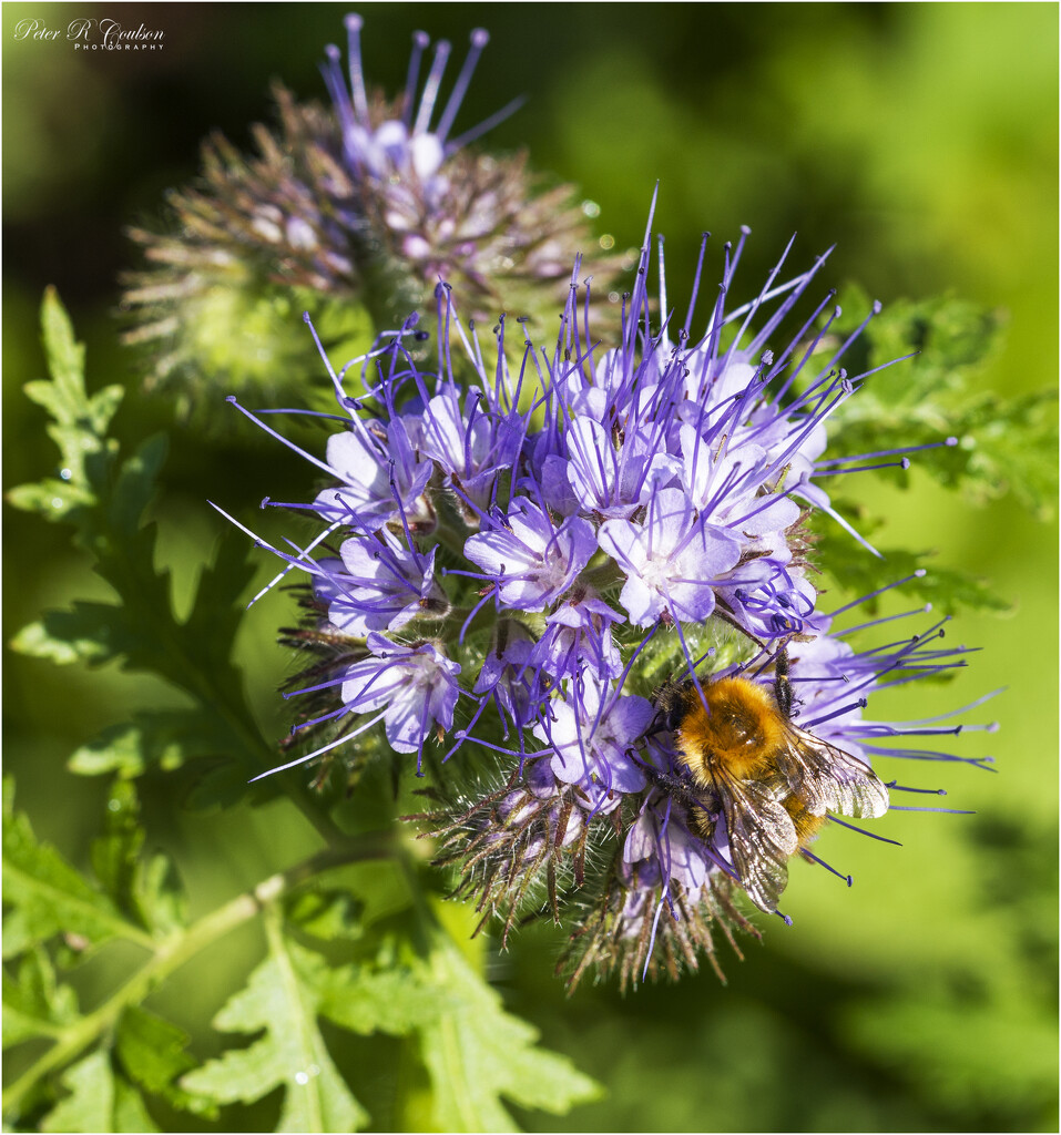 Wild Phacelia by pcoulson