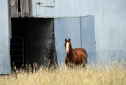 11th Jul 2021 - Horse by Barn Door