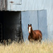Horse by Barn Door by kareenking