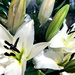 White Lilies by yogiw