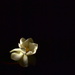 My first gardenia flower.. by jayberg