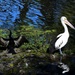   The Pelican & The Darter ~     by happysnaps
